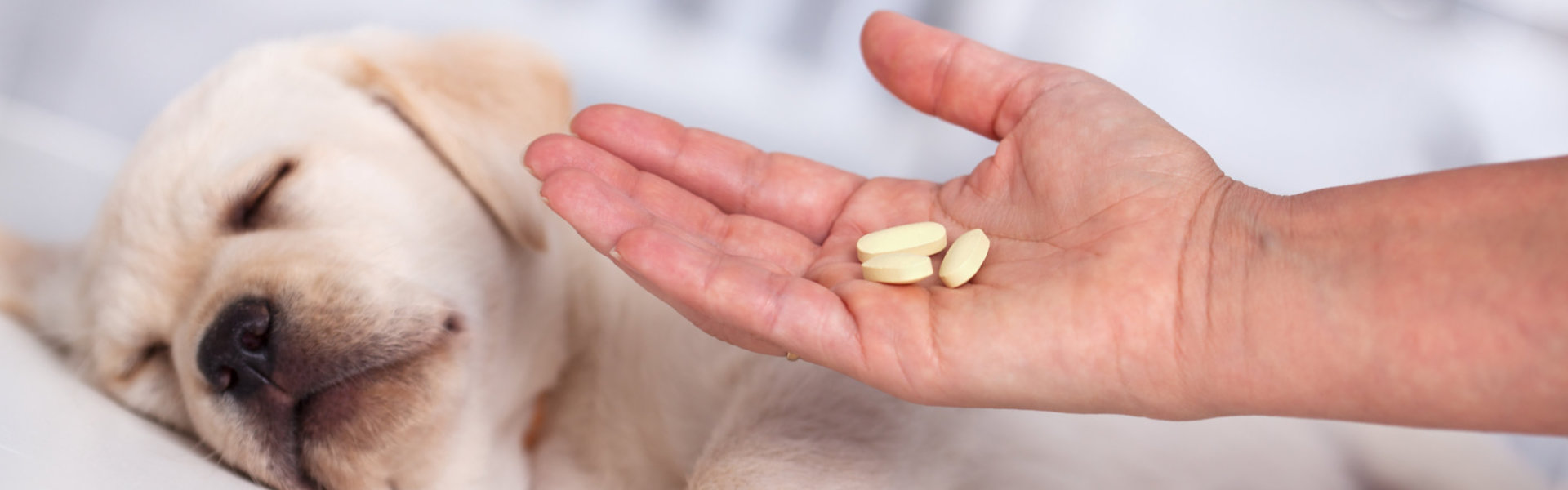 guy giving medicine to the dog